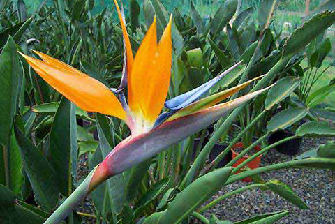 Thiên Điểu có cấu tạo rất độc đáo, gồm ba lá dài màu cam rực rỡ và ba cánh hoa màu lam ánh tím, bao phía dưới là tràng hoa màu lam sẫm. Do đó, nó là loại hoa cảnh rất được ưa chuộng. Tuy nhiên, loài hoa được mệnh danh "chim thiên đường" này lại chứa rất nhiều chất độc làm hại đường tiêu hóa.