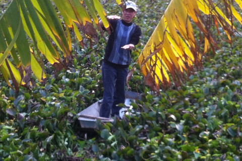 Ông Quang cho biết, lớp bèo rất dày, còn nước chỉ sau tầm vài chục cm.