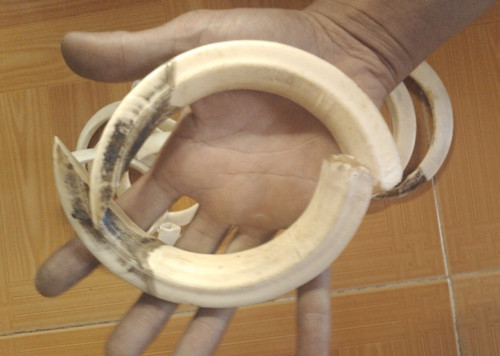 Trong các loại nanh vuốt của thú dữ thì nanh lợn rừng đang được mua bán phổ biến nhất. Nhiều người cho rằng, đeo nanh lợn rừng trên người sẽ giúp chủ nhân thâu tóm được vận may, tránh được tà ma, bệnh tật. Hơn nữa, loại nanh này dễ kiếm nên đa phần là hàng thật chứ không bị làm giả như các loại nanh khác.