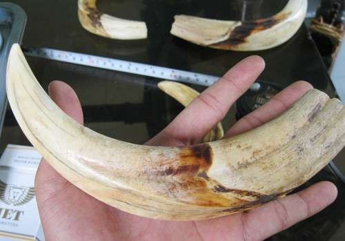 Hiện nanh lợn rừng rủ (hoặc rũ) đang được ưa chuộng nhất bởi phép màu huyền bí của nó khi được "yểm bùa". Bên cạnh đó, dân chơi cũng đặc biệt quan tâm đặc biệt đến nanh lợn rừng lục. Giá của chúng cao gấp nhiều lần so với loại nanh thường.