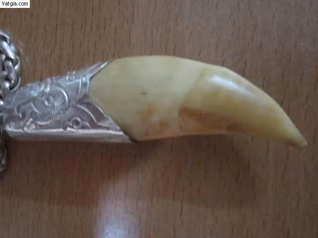 Ngoài nanh lợn rừng, thì các dân chơi còn tìm mua nanh hổ. Người dân quan niệm rằng, hổ là chúa tể của rừng xanh nên hội tụ sức mạnh của thiên nhiên, hấp thụ linh khí của đất trời. Người nào sở hữu được chiếc nanh hổ sẽ không sợ con vật hung dữ nào nữa.