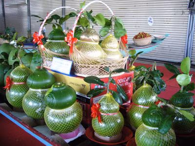 Bên cạnh những loại hoa quả bình thường thì hoa quả tài lộc cũng được nhiều người chọn mua. Những loại hoa quả mới của năm nay sẽ tăng thêm sự phong phú cho khách lựa chọn.