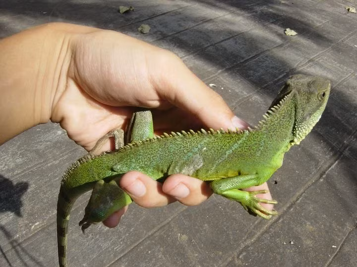 Các loại bò sát cũng được giới trẻ chọn nuôi làm thú cưng. Kỳ tôm là loài bò sát cùng họ với kỳ đà nhưng nhỏ nhắn, có vây, đổi màu rất đẹp và hiền. Ở các nước phương Tây, con vật này được người dân ưa chuộng nuôi làm cảnh và đem theo bên mình như vật cưng. Tại Việt Nam đã có một vài trang trại nuôi kỳ tôm xuất khẩu phục vụ nhu cầu đó. Con kỳ tôm này được rao bán với giá rất "bèo" chỉ 130.000 đồng.