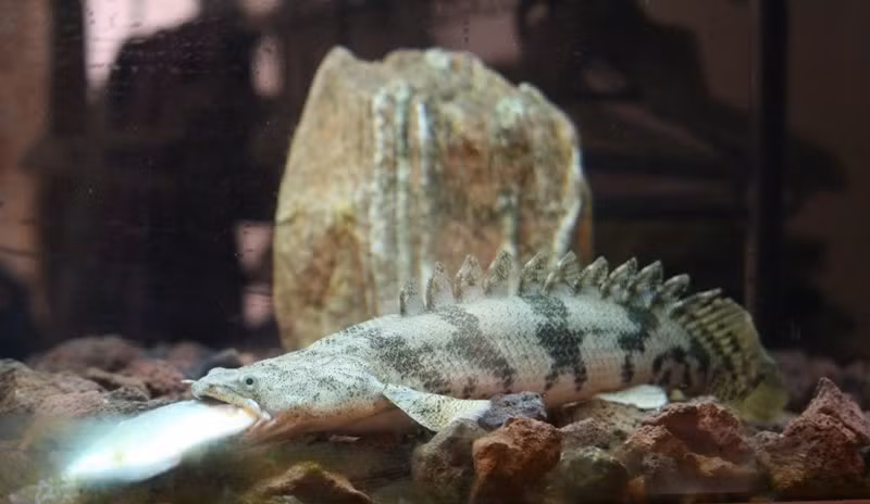 Riêng cá cửu sừng hoàng đế đắt đỏ hơn cả, bán với mức khoảng 500.000 đồng/con.