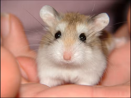 Hamster (giống thú nhỏ gặm nhấm giống như chuột nhưng không có đuôi, có nhiều màu lông) là một trong những thú cưng được ưa chuộng ở hầu hết các gia đình ở nước ngoài. Hamster rất hiền lành, sạch sẽ và gần gũi với chủ nên người nuôi có thể cầm trên tay, chơi đùa với chúng suốt cả ngày. Hamster chia là 4 dòng chính: Robo, Bear, Panda, Campel.