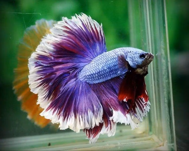 Nhiều diễn đàn về cá cảnh lập ra các topic (chủ đề) về loại cá này. Nhiều câu lạc bộ betta rồng cũng được thành lập. Đây chính là nơi trao đổi kiến thức nuôi cá betta rồng cũng như "khoe" các cá thể betta rồng đẹp nhất của dân chơi.