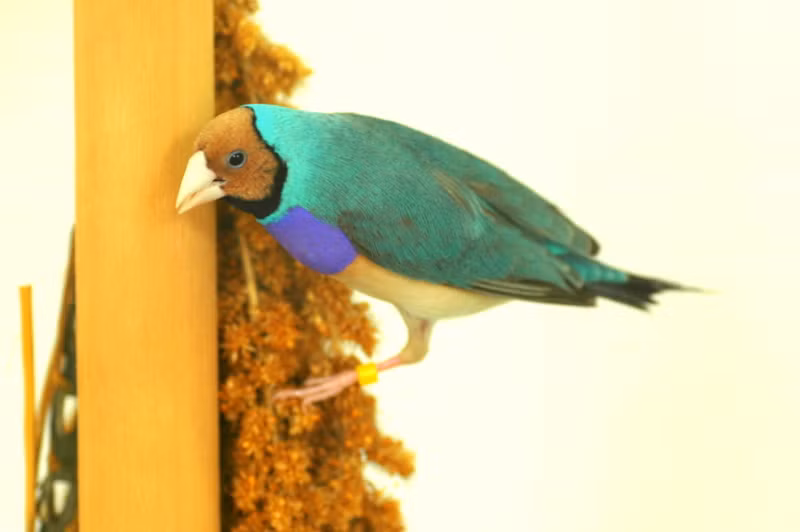 Chuồng nuôi chim 7 màu cần rộng rãi và thoáng mát vì loài này thích bay nhảy. Thức ăn cho chúng cũng phải đảm bảo đa dạng, đủ nhu cầu dinh dưỡng theo các giai đoạn khác nhau trong chu kỳ sống của chúng như: thức ăn hạt, rau tươi, trái cây, côn trùng nhỏ. Ngoài ra trong kỳ sinh nở, người nuôi cần cho chúng ăn thêm nhiều chất đạm và bổ sung vitamin D.