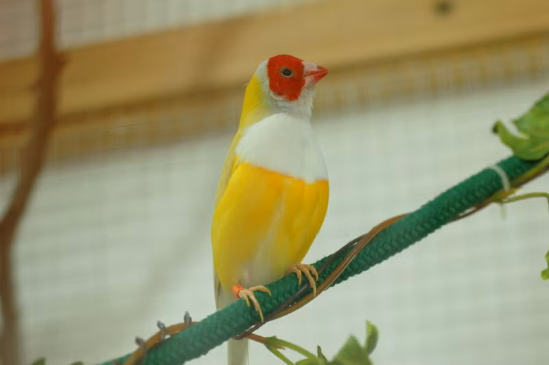 Theo giới "sành" chim cảnh, đây là loại chim rất khó nuôi vì chúng cực kỳ nhạy cảm với môi trường. Để nuôi tốt chim 7 màu, người nuôi phải đảm bảo nhiệt độ ấm, hợp lý nhất là từ 20 - 25 độ C và mỗi tuần cần tắm cho chúng ít nhất một lần.