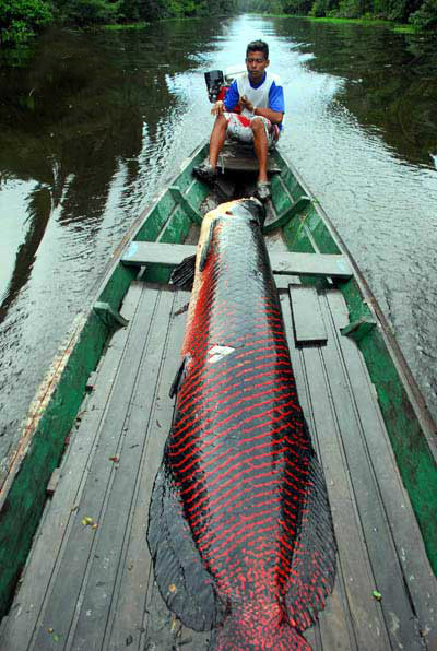Trên thế giới đã từng ghi nhận chú cá hải tượng dài tới 4 m, nặng 500 kg và dài 6 m nặng khoảng 1 tấn.