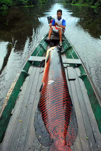 Trên thế giới đã từng ghi nhận chú cá hải tượng dài tới 4 m, nặng 500 kg và dài 6 m nặng khoảng 1 tấn.