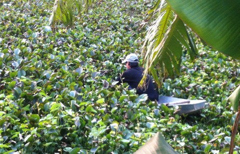 Lớp bèo trên bề mặt quá dày khiến thuyền khó bơi ra vị trí nghi vấn.