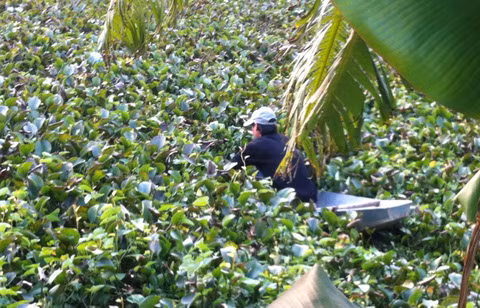 Lớp bèo trên bề mặt quá dày khiến thuyền khó bơi ra vị trí nghi vấn.