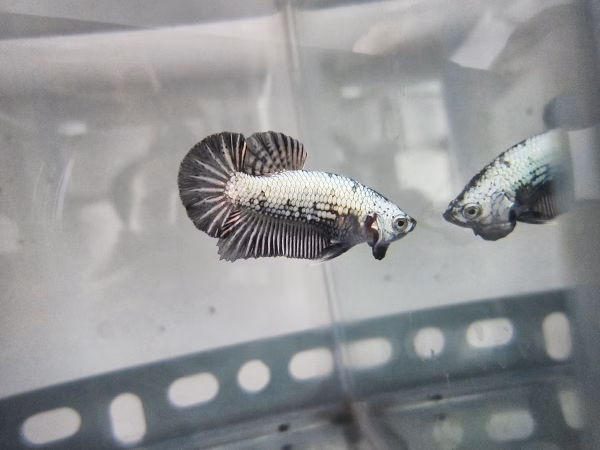 Betta rồng con chỉ ăn những loại thức ăn di động và nhỏ như lăng quăng, bo bo, trùng đế giầy. Vì vậy, người chơi cũng cần bỏ công sức ra để tìm kiếm những loại thức ăn này.