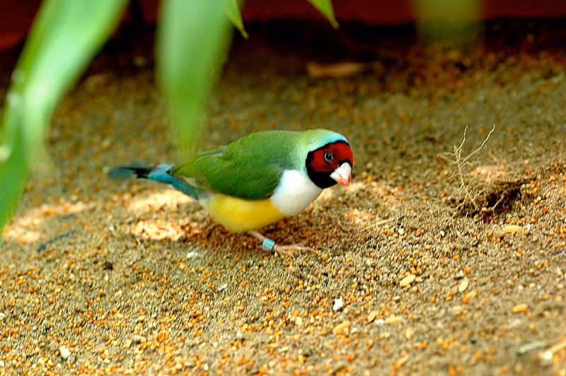 Ở nước ngoài loại chim này có nhiều màu sắc đẹp hơn, mới hơn, vì vậy giá của chúng có khi lên đến vài trăm USD một cặp.