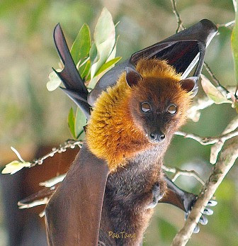 Vì thịt của loài dơi ngựa ngon và bổ, nhiều dân chơi Hà thành đang tìm mua loại dơi này. Theo truyền thuyết, loại dơi này trước đây khi bắt được phải dùng để tiến vua. Tuy nhiên, ngày nay dơi ngựa trở thành món ăn khoái khẩu của nhiều người với giá khá đắt đỏ. Muốn có được món ăn này, người mua phải bỏ ra khoảng 2-3 triệu đồng cho 1 kg.