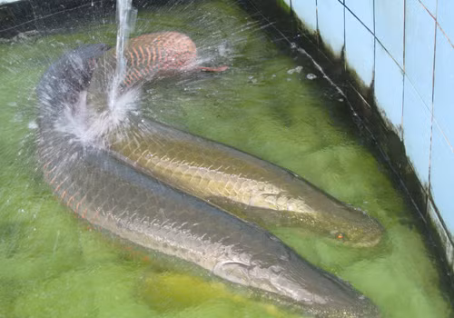 Nhưng để có được một bể cá hải tượng, người chơi phải thật sự có trong tay bạc tỷ vì để đáp ứng được điều kiện sinh sống và trưởng thành của cá.