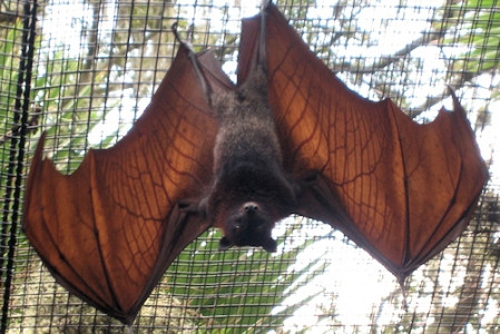 Thịt dơi ngựa có thể chế biến bằng nhiều cách khác nhau. Trước khi làm thịt dơi ngựa, nhiều người có thể hạ thổ qua đêm để thịt ngọt và béo hơn. Sau đó, dơi ngựa được lột da, nướng cho tiết mỡ, mổ, lựa bỏ một chút mật, một chút phân trắng, phần thịt còn lại có thể dùng được hết.