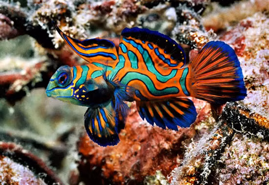 Cá trạng nguyên (có tên gọi khác là cá mó bông), tên tiếng Anh là Mandarinfish, tên khoa học là Synchiropus Splendidus được coi là loài cá đẹp nhất trong thế giới cá cảnh.