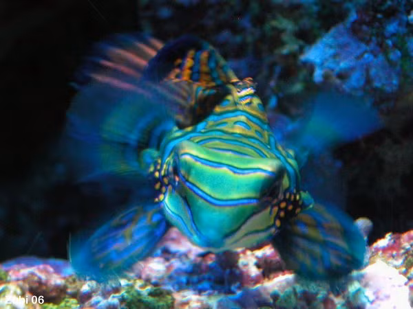 Tuy sống ở ngoài biển, nhưng khi được chọn làm cá cảnh, loài cá này cũng rất dễ thích ứng với môi trường sống trong bể nuôi.