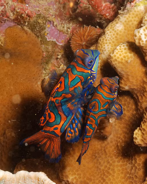 Thức ăn của chúng là những động vật giáp xác và động vật không xương sống nhỏ sống trong các vỉa đá san hô.