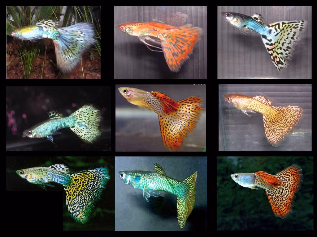Một số loài cá Guppy được định giá tùy theo số vây, tia màu trên thân, càng nhiều tia, màu sắc nổi bật càng bán được giá.