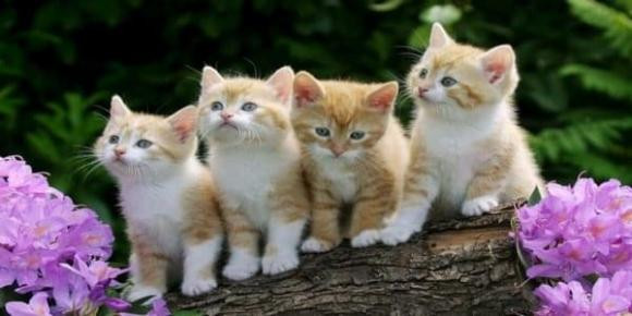 Nói chung, miễn là họ làm việc chăm chỉ, họ sẽ có thể gặt hái được nhiều của cải. 