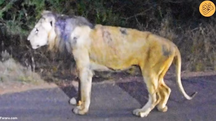 Xot xa hinh anh cuoi cung cua 'Vua su tu' lung danh mot thoi-Hinh-2