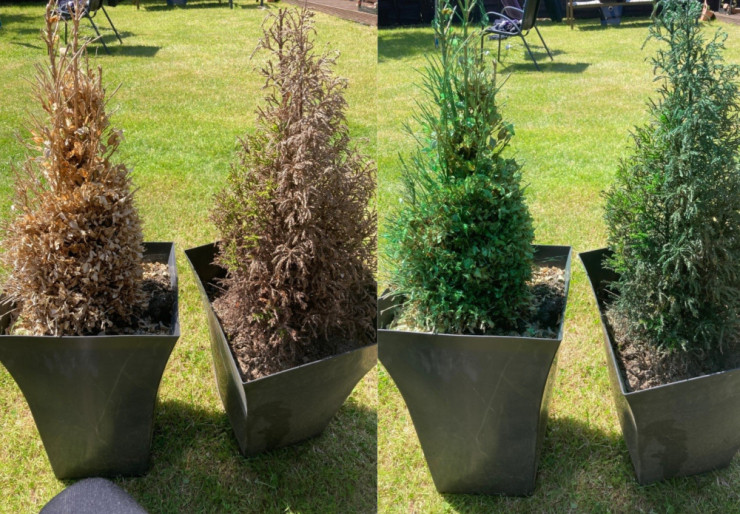 Người phụ nữ gây sốt nhờ hồi sinh cây cối đã chết Nguoi phu nu gay sot nho hoi sinh cay coi da chet