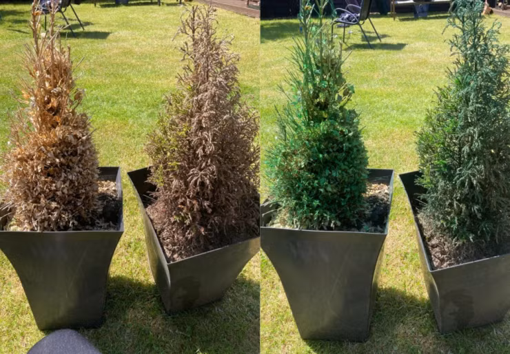 Nguoi phu nu gay sot nho hoi sinh cay coi da chet