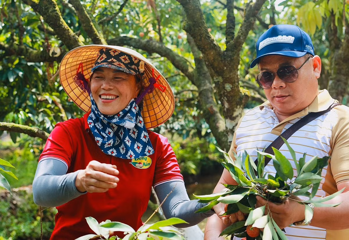 Ban tam chan tinh trong tung qua vai, ca doi trong cay chua ai ngo