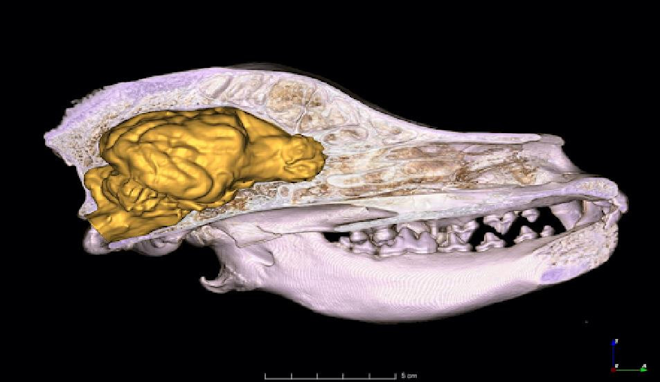Một sinh vật đang “tiến hóa ngược”, não lớn bất thường Mot sinh vat dang “tien hoa nguoc”, nao lon bat thuong