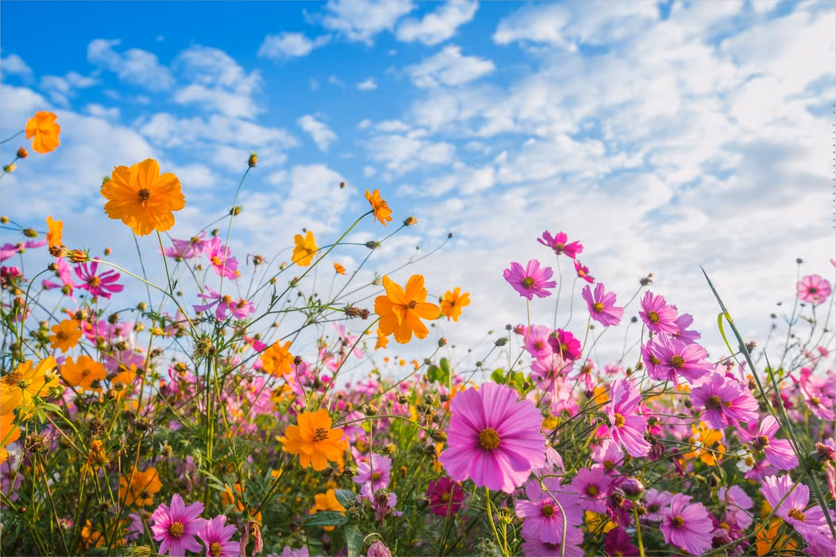 3 con giap dam dung cam duong dau, lam dau thang do-Hinh-3
