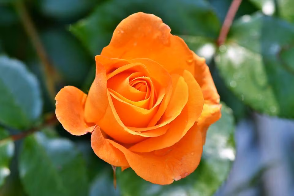 3 con giap dam dung cam duong dau, lam dau thang do