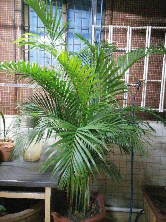 Trong 4 loai cay “diem lanh” nay se vuong tai vuong loc