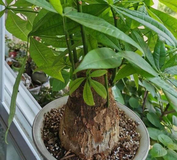 Trong 4 loai cay “diem lanh” nay se vuong tai vuong loc-Hinh-4