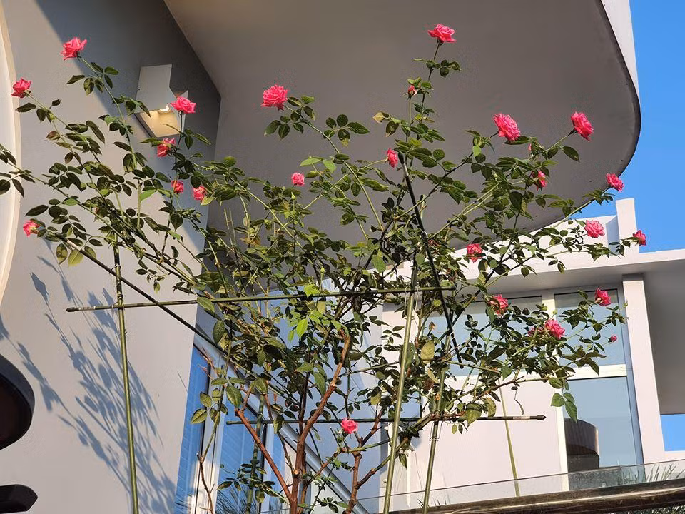 2 sao nu xung dang huong giau sang trong can ho bac ty-Hinh-17