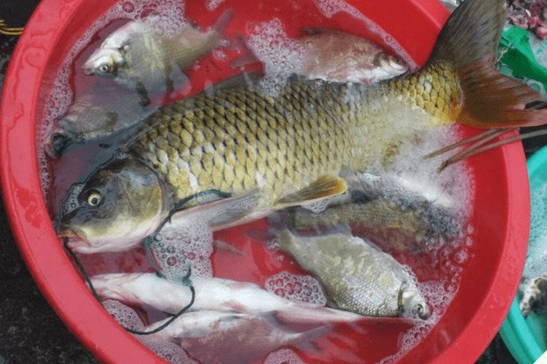 Loai ca mem thom, bo duong nhu “sam nuoc”