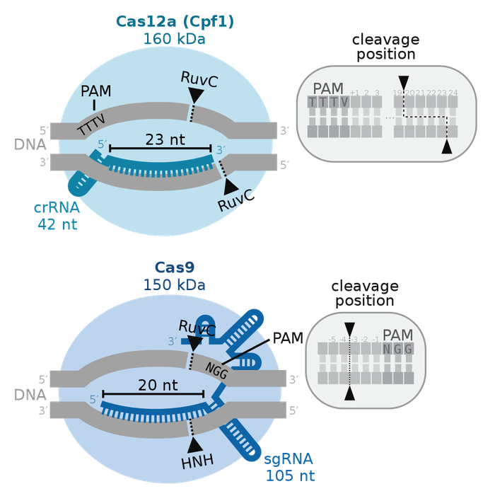 Nhung dua tre lon len trong phong thi nghiem co the se xuat hien som