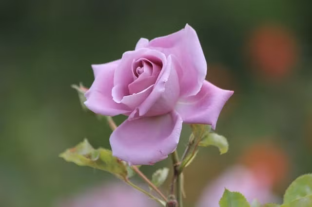 3 con giap sang suot, kien tri, chop thoi co gianh thang loi-Hinh-2