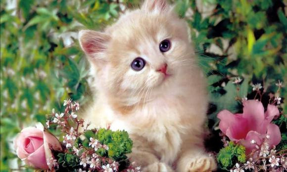 Vì vậy, người tuổi Mão cũng được dự đoán sẽ phát tài phát lộc vào nửa cuối năm, đón tài lộc dồi dào, vượng phát tứ phương. 