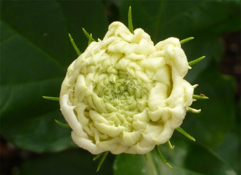 Ngắm vẻ đẹp thuần khiết của loài hoa thơm thứ 2 thế giới ảnh 7 Ngắm vẻ đẹp thuần khiết của loài hoa thơm thứ 2 thế giới ảnh 7