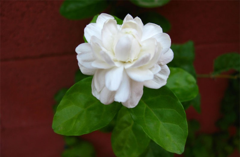 Ngắm vẻ đẹp thuần khiết của loài hoa thơm thứ 2 thế giới ảnh 8 Ngắm vẻ đẹp thuần khiết của loài hoa thơm thứ 2 thế giới ảnh 8