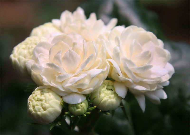 Ngắm vẻ đẹp thuần khiết của loài hoa thơm thứ 2 thế giới ảnh 4 Ngắm vẻ đẹp thuần khiết của loài hoa thơm thứ 2 thế giới ảnh 4