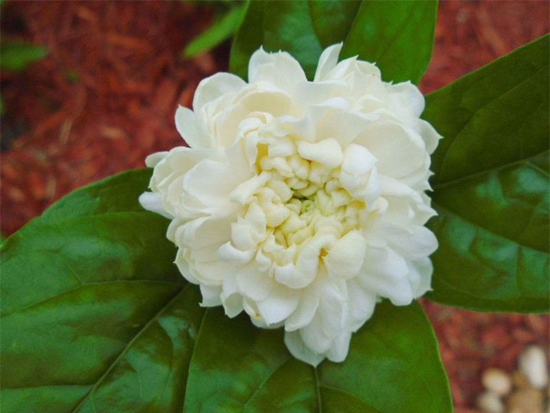 Ngắm vẻ đẹp thuần khiết của loài hoa thơm thứ 2 thế giới ảnh 2 Ngắm vẻ đẹp thuần khiết của loài hoa thơm thứ 2 thế giới ảnh 2