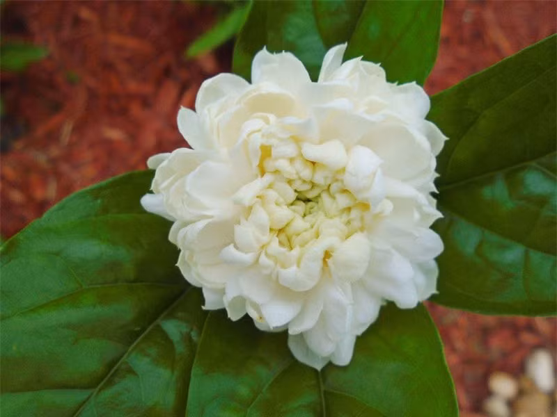 Ngắm vẻ đẹp thuần khiết của loài hoa thơm thứ 2 thế giới ảnh 2