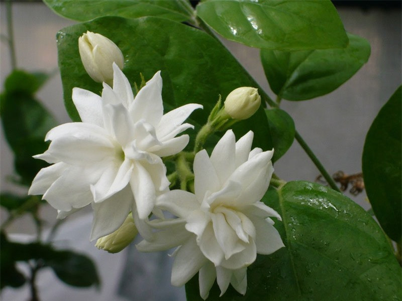 Ngắm vẻ đẹp thuần khiết của loài hoa thơm thứ 2 thế giới ảnh 9 Ngắm vẻ đẹp thuần khiết của loài hoa thơm thứ 2 thế giới ảnh 9