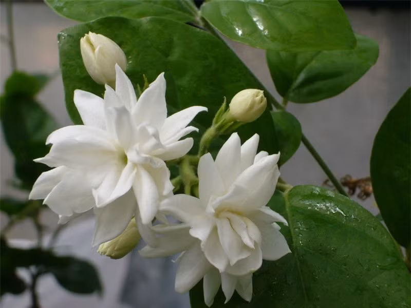 Ngắm vẻ đẹp thuần khiết của loài hoa thơm thứ 2 thế giới ảnh 9