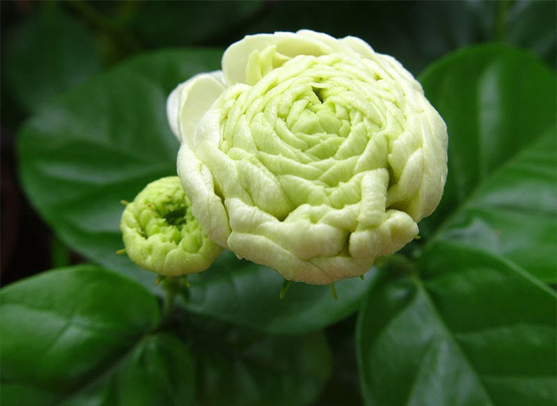 Ngắm vẻ đẹp thuần khiết của loài hoa thơm thứ 2 thế giới ảnh 10 Ngắm vẻ đẹp thuần khiết của loài hoa thơm thứ 2 thế giới ảnh 10