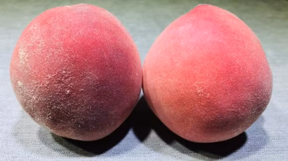 Dao co ngot hay khong, ban co the xem tai day?-Hinh-4