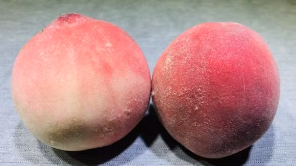 Dao co ngot hay khong, ban co the xem tai day?